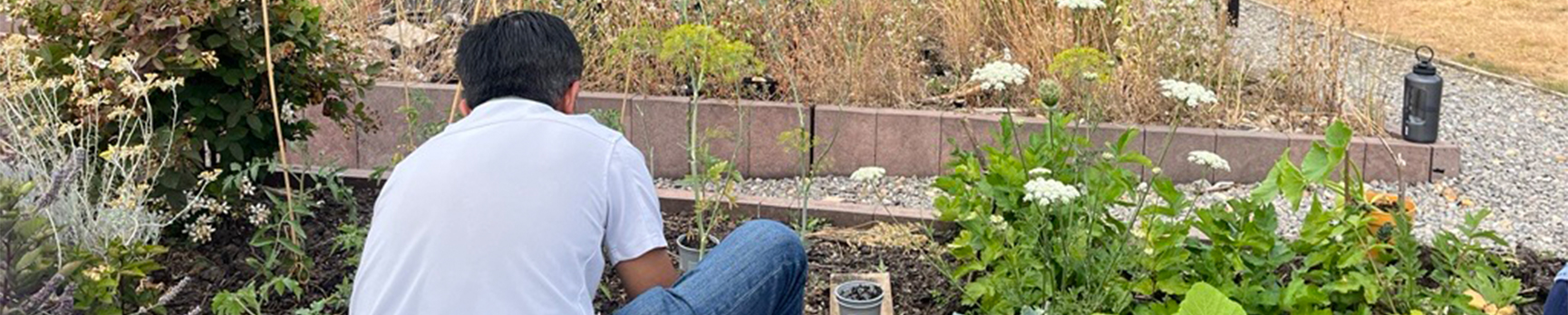 A University member wearing blue jeans and a white T shirt, crouched down and working in the University allotment beds.