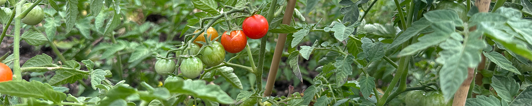 Photograph of ripening tomatoes at the University allotments. 