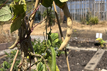 Wonderful Pulses: Growing and Eating Beans