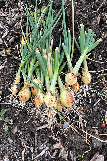 A bunch of freshly harvested white onions laying on the soil.