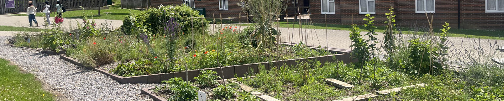 University allotments with three large vegetable patches containing lots of growing vegetables and greenery. There is a curved path to the left, student accomodation in the background and three students walking along.