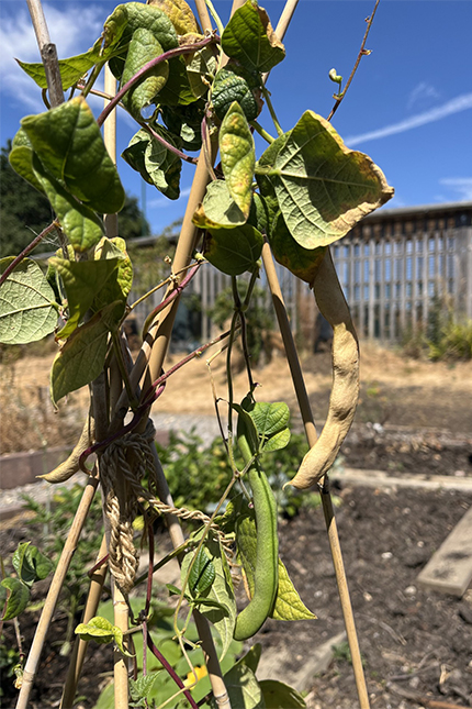 Green beans growing in the University allotments.
