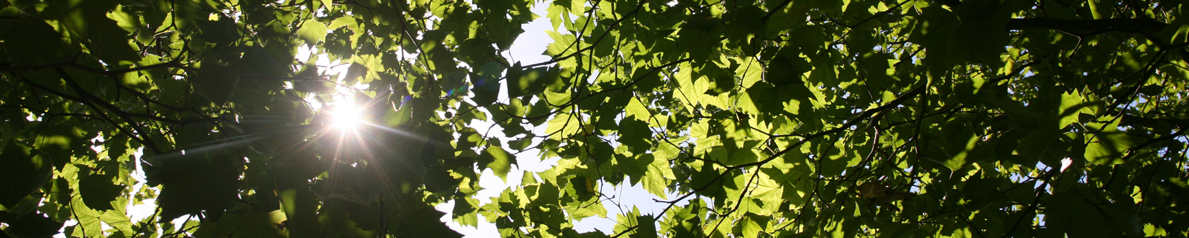 Image showing the sun peeping through green leaves